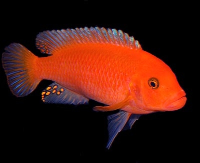 1415983464_269_pseudotropheus-zebra-red–plus–red
