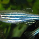 Zebrafisch