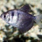 black-skirt-tetra-profile
