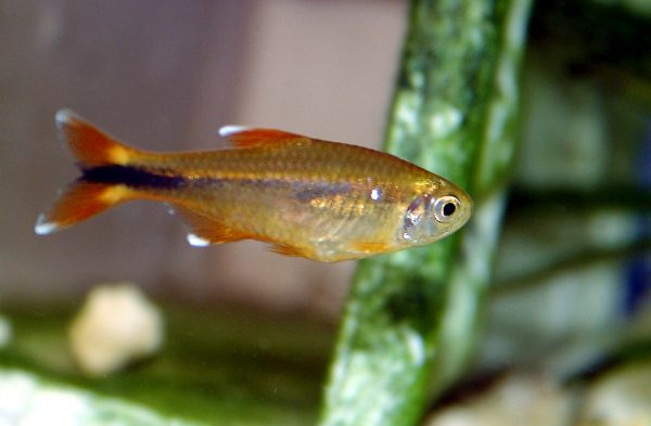 tetramedena
