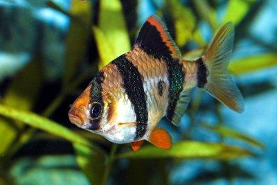 tiger-barb-profile