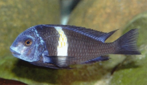 tropheus_duboisi_lo